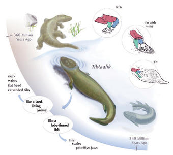 Tiktaalik roseae is an intermediate between fish that lived in water and animals that evolved to walk on land. Its fin is like that of fish but it was capable of propping the body of the animal up, much like a limb. Illustration: Kalliopi Monoyios